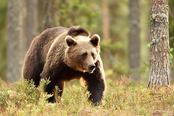 Obraz na płótnie Canvas male brown bear in forest landscape