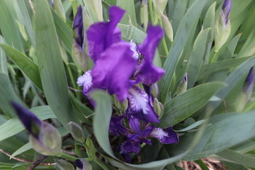 Iris flower