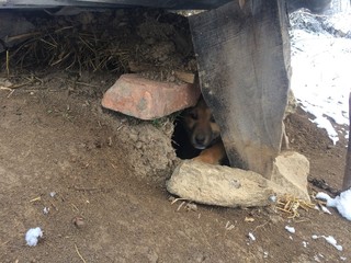 Homemade dog and its nest