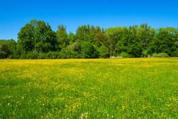 Blühende Butterblumen auf einer Wiese im Odenwald