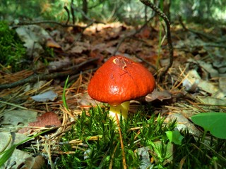 mushroom in the forest 10