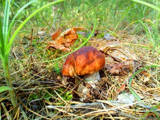 mushroom in the forest 7