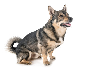 Swedish Vallhund in studio