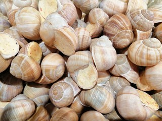 frozen snails