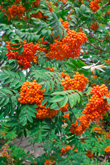 Kalina, summer garden