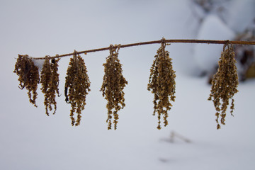 Dry grass in the snow, nature in winter