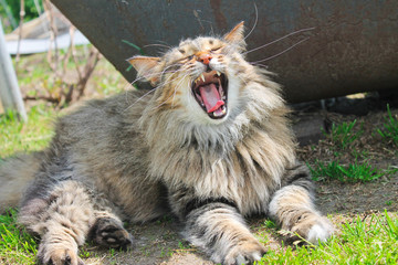 Naklejka premium Cat in the garden, summer, outdoors