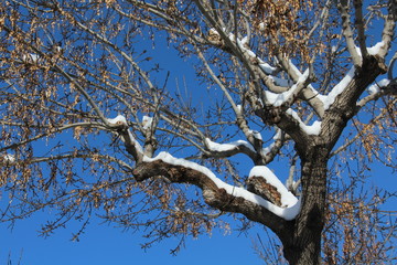 Branches of a snowy tree.