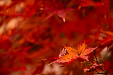 red meple leaf backgound. Colorful in japan on autumn