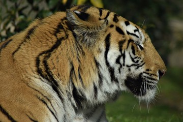Tigre