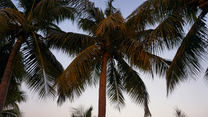 Naklejka na ściany i meble Tropical palm tree with sun light on sunset sky and cloud abstract background