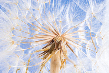 Tragopogon pratensis (common names Jack-go-to-bed-at-noon, meadow salsify, showy goat's-beard or meadow goat's-beard), seeds, selective  focus.