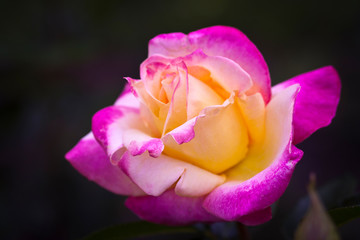 Fototapeta na wymiar Tea Hybrid Rose