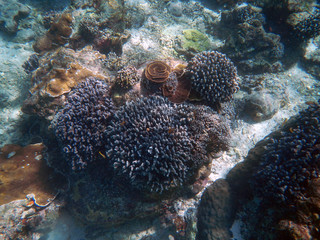Naklejka na ściany i meble Indonesia snorkeling coral Bali