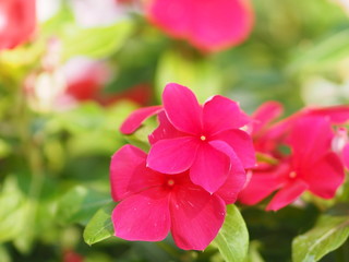 Pink and white flower on blur background Watercress Madagasca or Rose Periwinkle Catharanthus roseus beautiful in the park