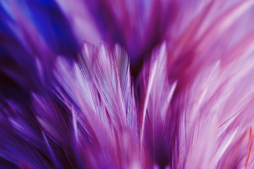 Purple chicken feathers in soft and blur style for background