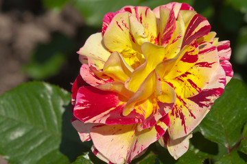 Floribunda rose or scentimental rose striped in white and red
