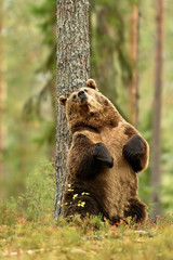 Brown bear sitting against a tree, save the forest