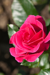Roses in the garden, Roses are beautiful with a beautiful sunny day