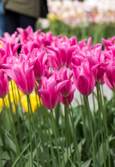 pink botanical tulips flowers blooming in a garden