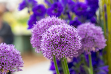 Fototapeta premium The flowers of the Allium Giganteum (Giant Allium or Giant Onion) the tallest ornamental allium in common cultivation - a perennial bulb which produces a single 12-16cm flower cluster