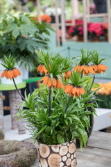 Fritillaria imperialis flowers blooming in a flower pot.