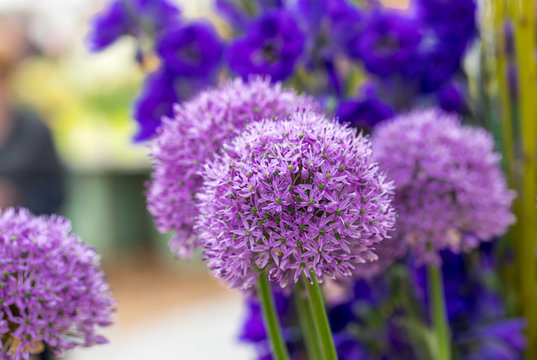 The flowers of the Allium Giganteum (Giant Allium or Giant Onion) the tallest ornamental allium in common cultivation - a perennial bulb which produces a single 12-16cm flower cluster