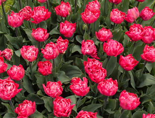 red tulips flowers blooming in a garden
