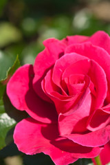 Roses in the garden, Roses are beautiful with a beautiful sunny day