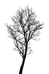 silhouette of dead tree isolated on white background