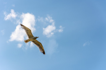 The seagull flying to the blue sky