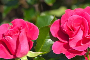 Roses in the garden, Roses are beautiful with a beautiful sunny day
