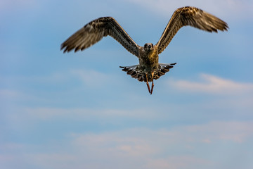 The seagull flying to the blue sky