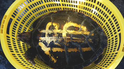 The turtle in a basket on the ground