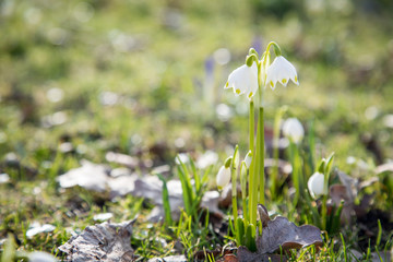 Wei&szlig;e Schneegl&ouml;ckchen Galanthus Nivalis Blume im Sonnenschein des Winter Fr&uuml;hling Garten als Fr&uuml;hlingsbote
