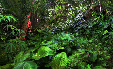 Beautiful greenery in the mossy jungle in Borneo.