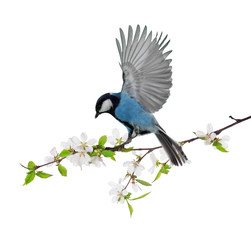 cherry tree blossoming branch with blue tit