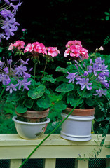 Agapanthe en ombelle et Pélargoniums en pot