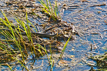 Snake crawling through the swamp.