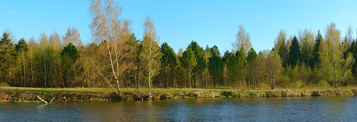 Panorama - a forest on the lake in early spring. Kostroma, Russia.