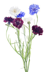 bunch of three color cornflowers isolated on white