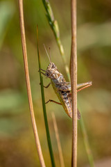 Brown and red grasshopper clinging between two straws