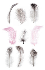 Obraz premium isolated nine fluffy feathers collection