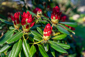 Bush of Rhododendron with red buds about to burst in bloom