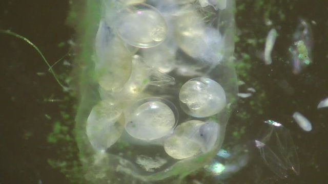 Spitzschlammschnecke&nbsp;(Lymnaea stagnalis) 