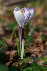 Obraz premium Close up of white purple crocus flower blooming at the early spring against brown dried last year fallen leafs and waiting for bees