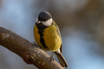 Close up portrait of a great tit, with soft background