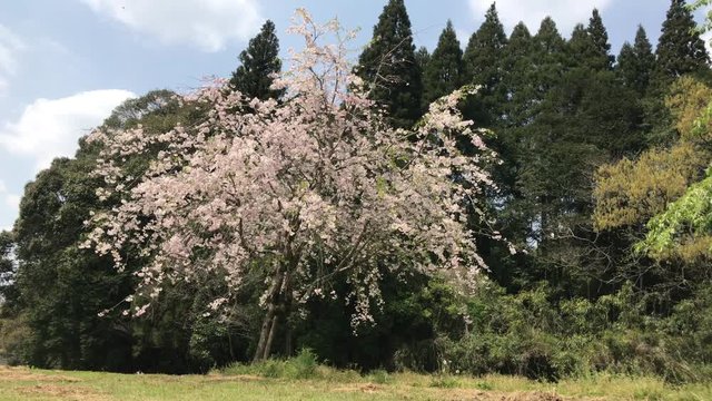 桜とホトトギスの声