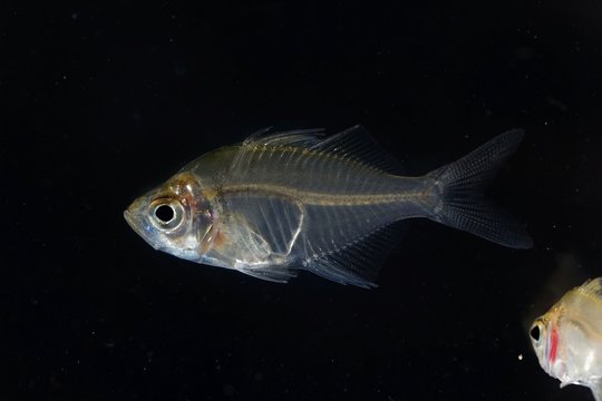 Indian glassy fish (Parambassis ranga)
