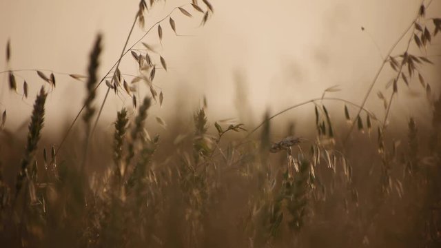 avena agricultural grass in sunset